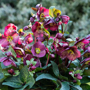 Frostkiss® Vibey Velvet Hellebore