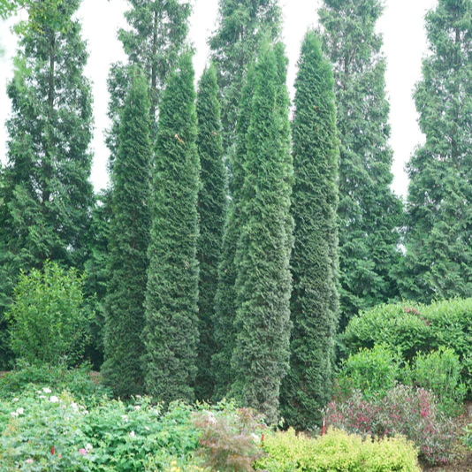 FULL SPEED A HEDGE® THIN MAN® Arborvitae