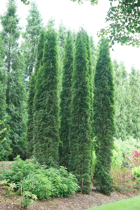 FULL SPEED A HEDGE® THIN MAN® Arborvitae - Image 2