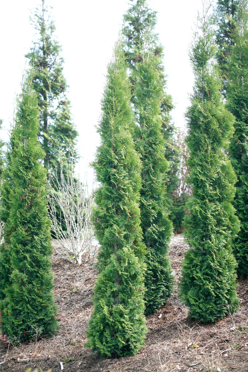 FULL SPEED A HEDGE® THIN MAN® Arborvitae - Image 3
