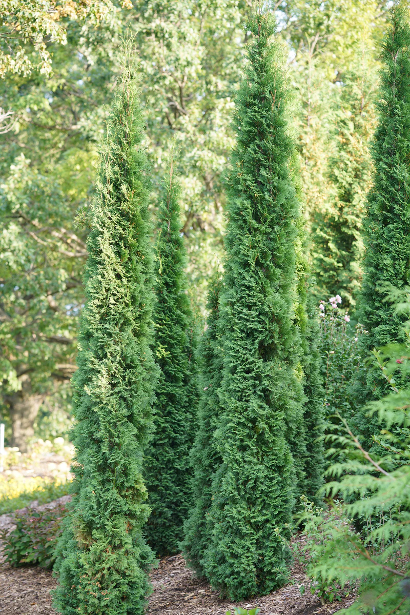 FULL SPEED A HEDGE® THIN MAN® Arborvitae - Image 4