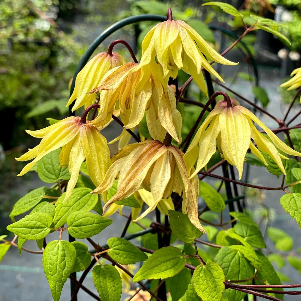 Funyella™ Clematis | Proven Winners®