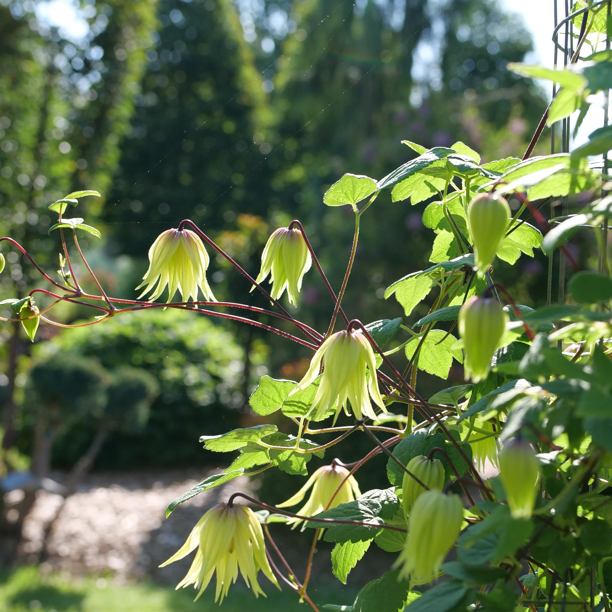 Funyella™ Clematis | Proven Winners® - Image 2