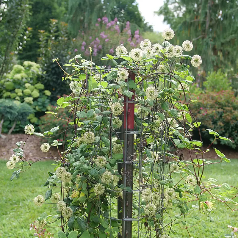 Funyella™ Clematis | Proven Winners® - Image 3