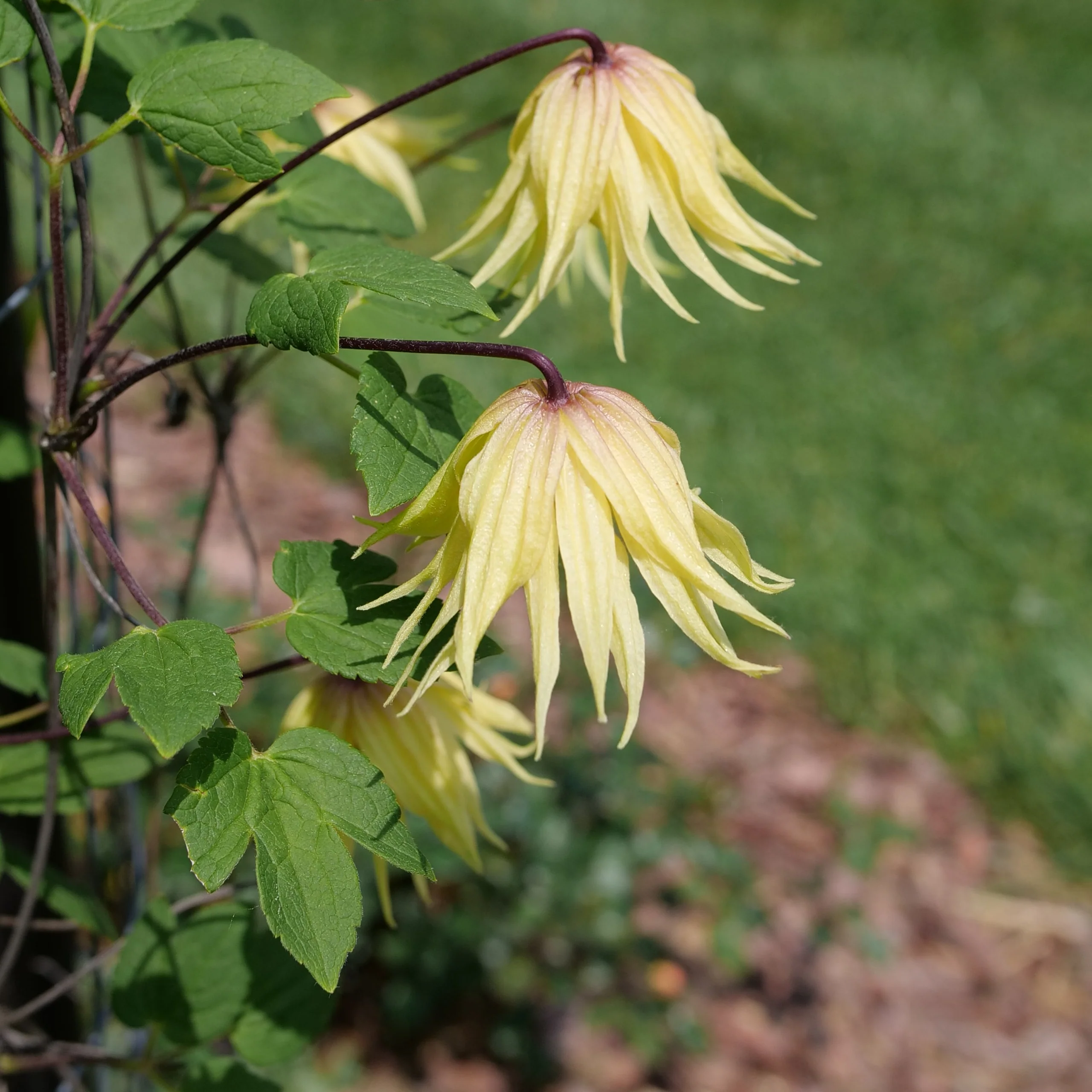 Funyella™ Clematis | Proven Winners® - Image 4