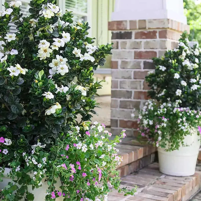 Gardenia Diamond Spire® - Image 3