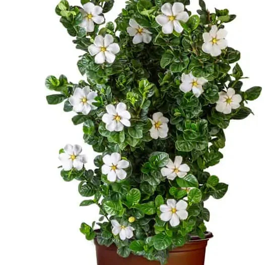 Gardenia Diamond Spire® - Image 4