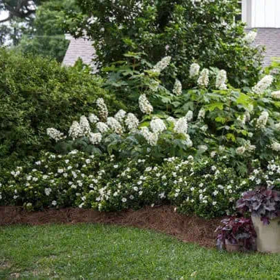 Gardenia ScentAmazing® - Image 3