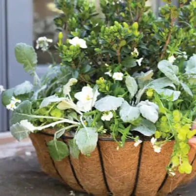 Gardenia ScentAmazing® - Image 4