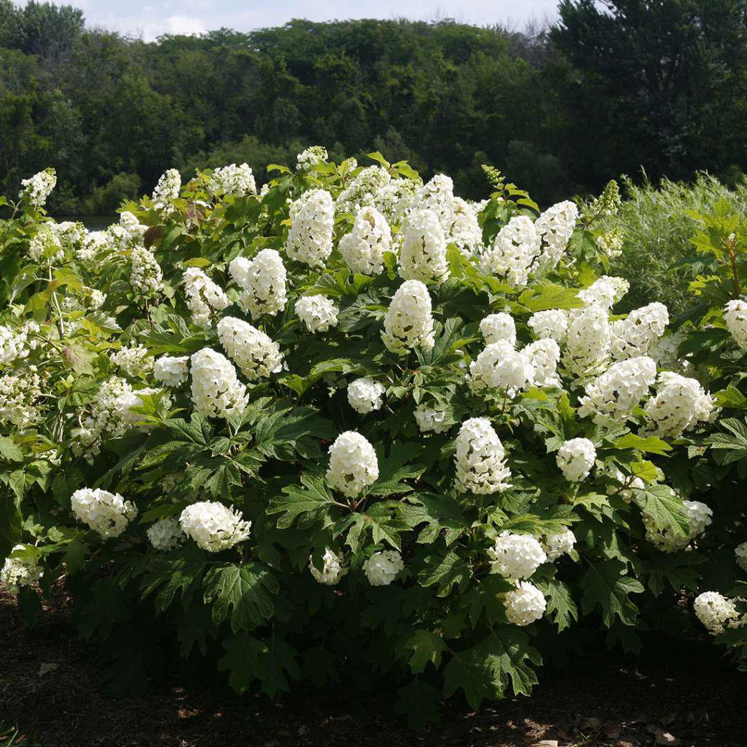 GATSBY GAL® Hydrangea- oakleaf