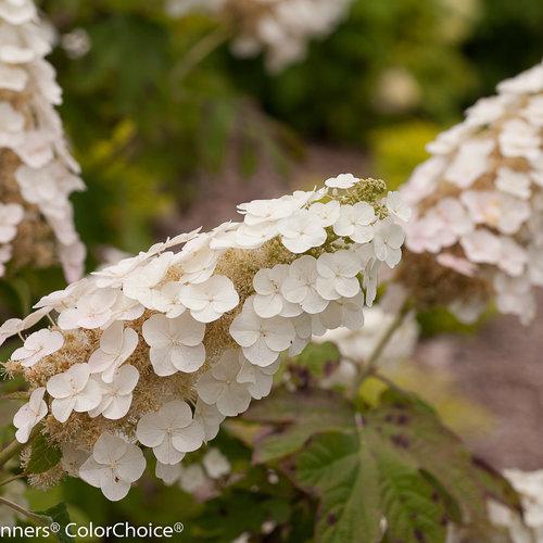 GATSBY GAL® Hydrangea- oakleaf - Image 2