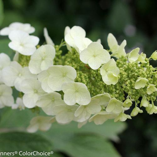 GATSBY GAL® Hydrangea- oakleaf - Image 3