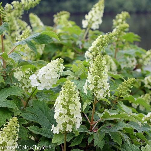 GATSBY GAL® Hydrangea- oakleaf - Image 4