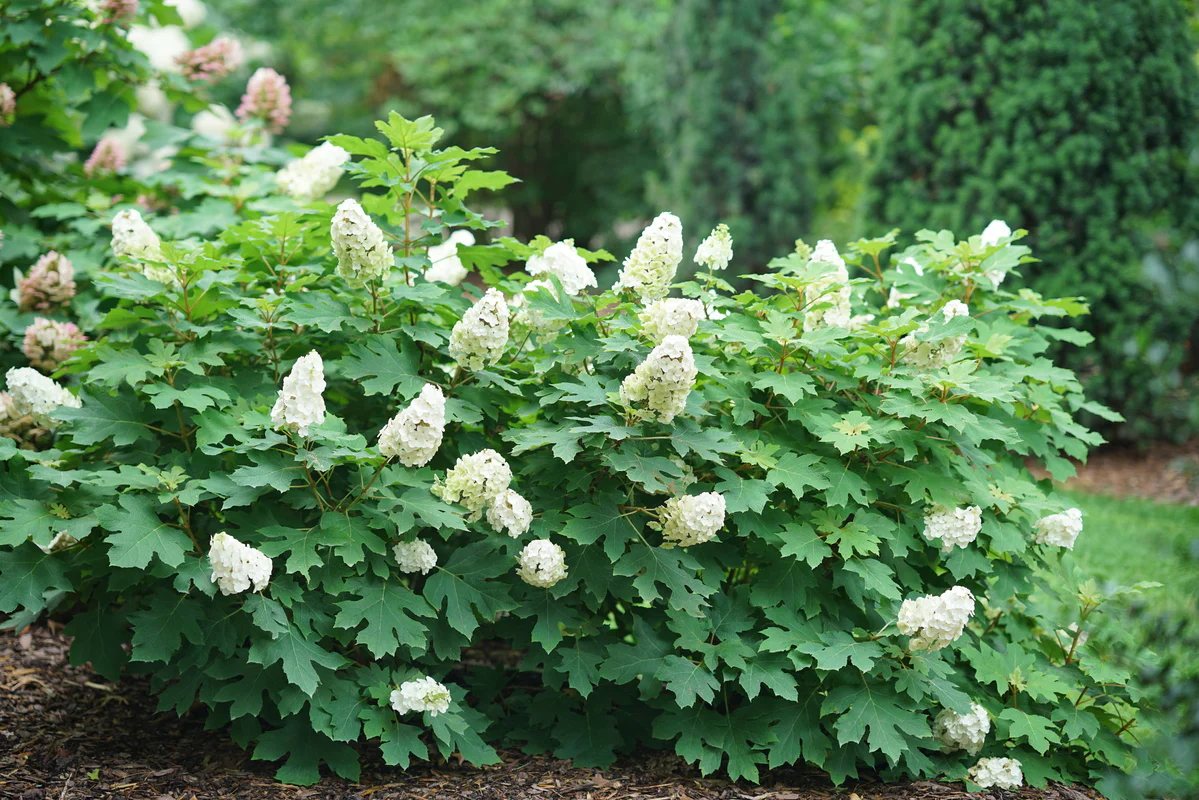 GATSBY GLOW BALL™ Hydrangea- Oakleaf | Proven Winners® - Image 2