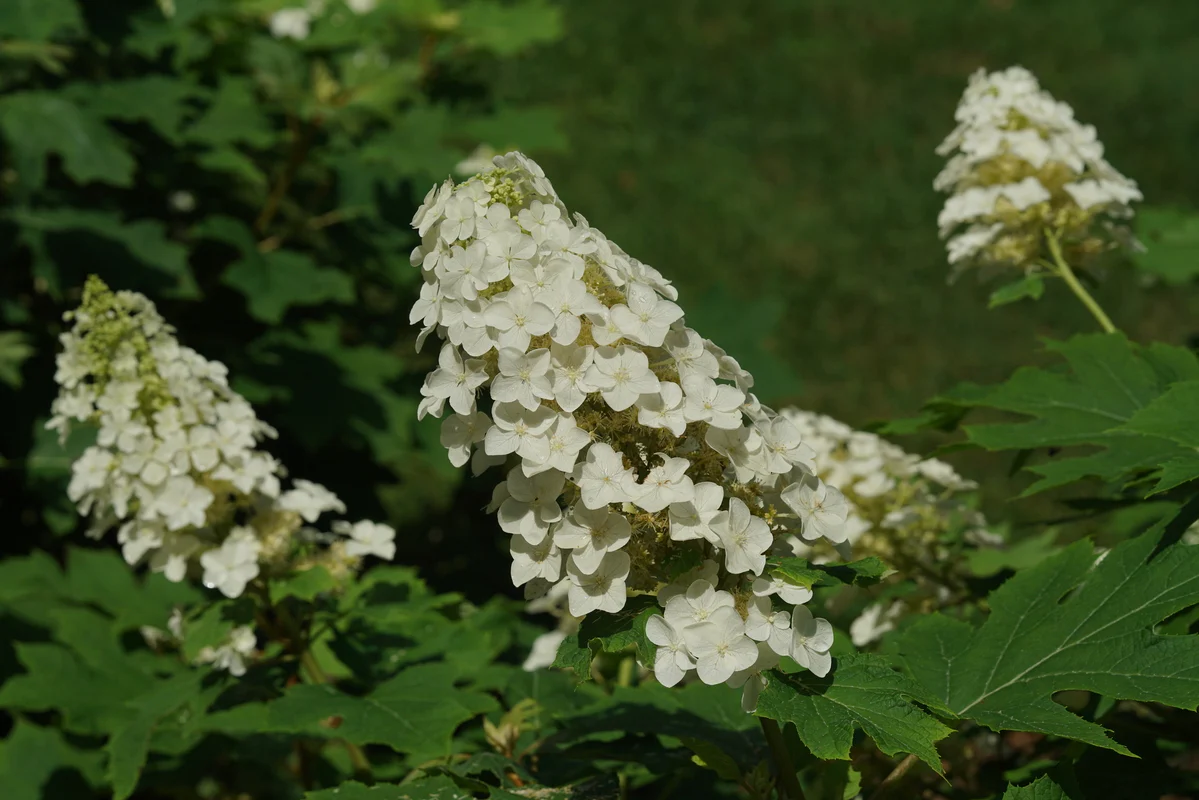 GATSBY GLOW BALL™ Hydrangea- Oakleaf | Proven Winners® - Image 3