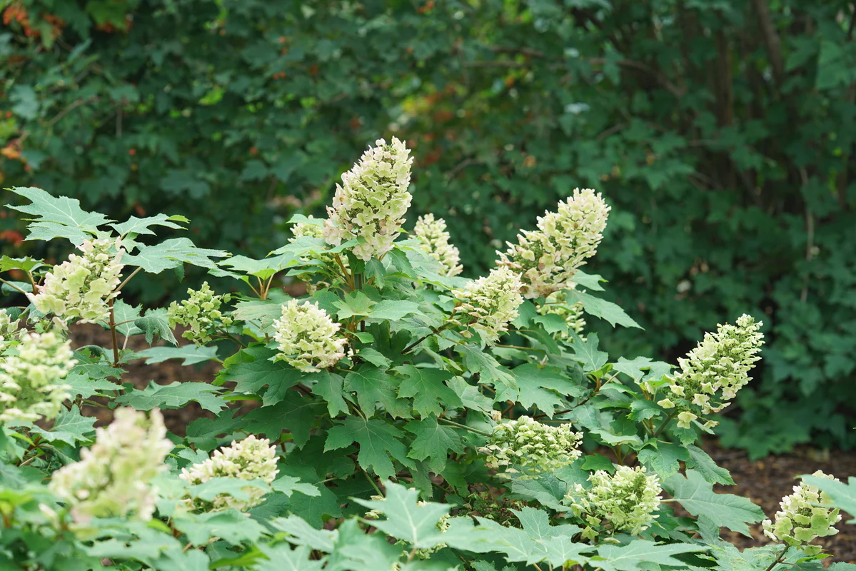 GATSBY GLOW BALL™ Hydrangea- Oakleaf | Proven Winners® - Image 4