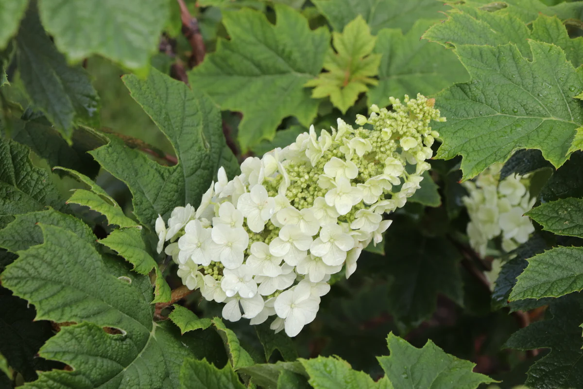 GATSBY GLOW BALL™ Hydrangea- Oakleaf | Proven Winners® - Image 5