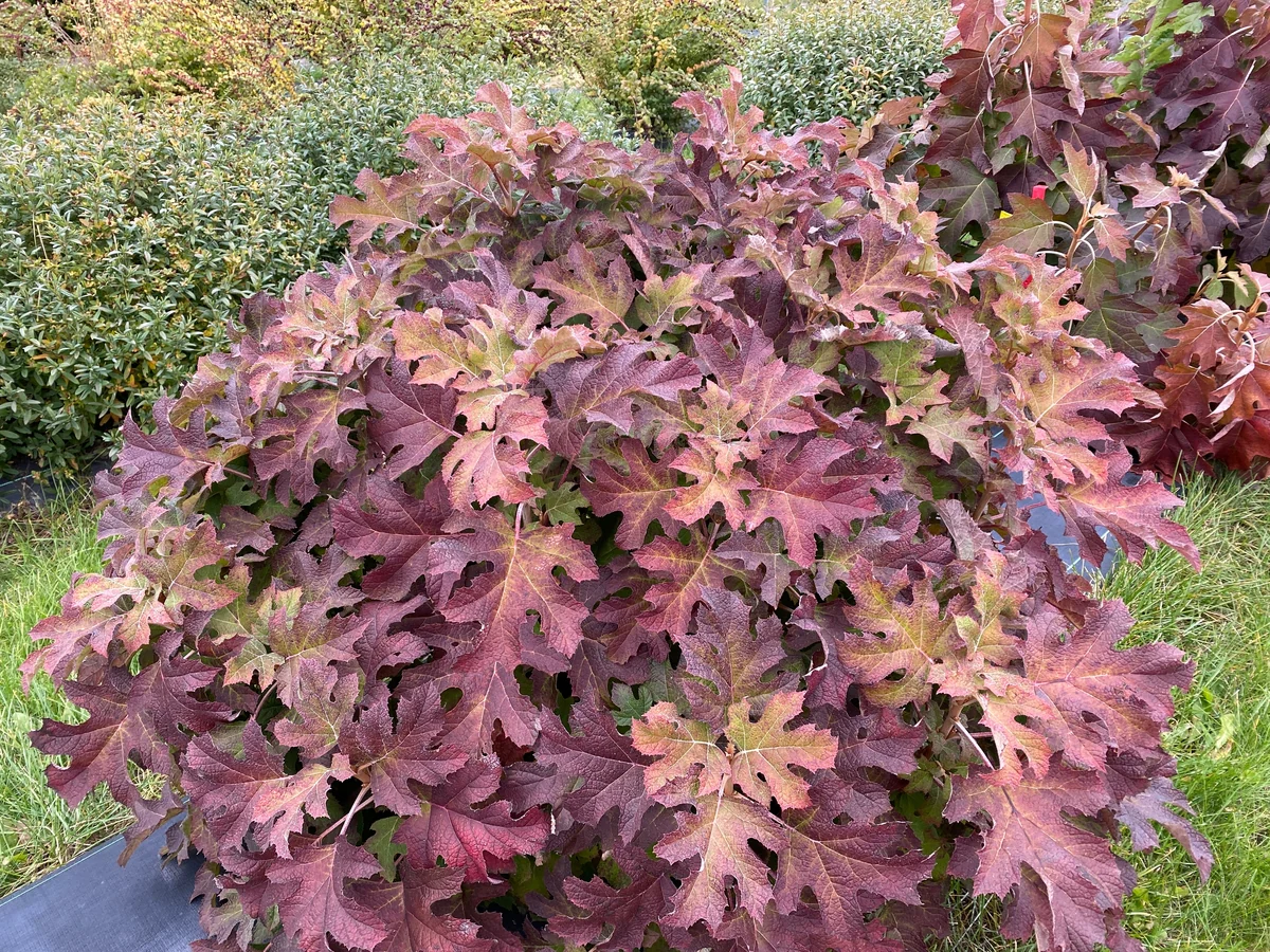 GATSBY GLOW BALL™ Hydrangea- Oakleaf | Proven Winners® - Image 6