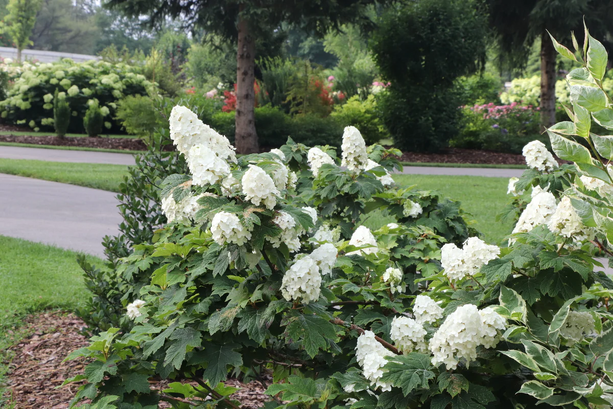 GATSBY GLOW BALL™ Hydrangea- Oakleaf | Proven Winners® - Image 7