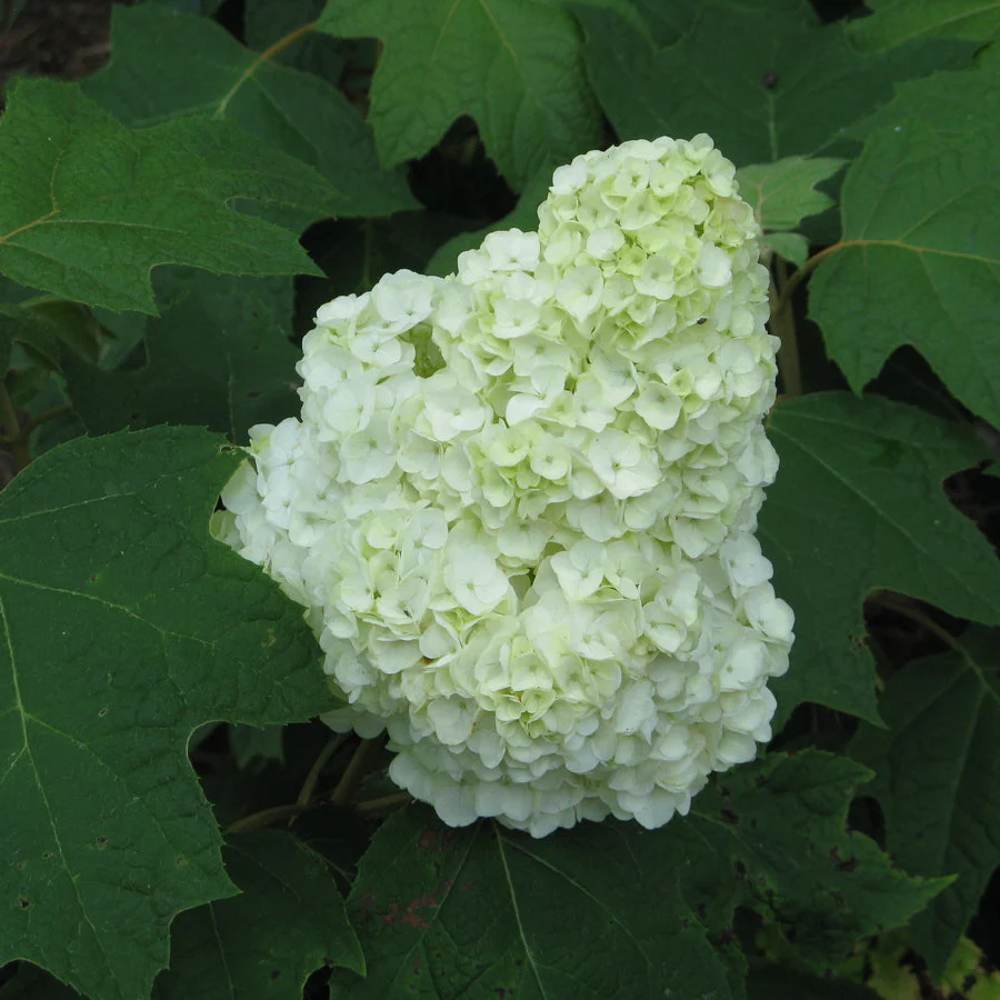 GATSBY MOON® Hydrangea- Oakleaf | Proven Winners®