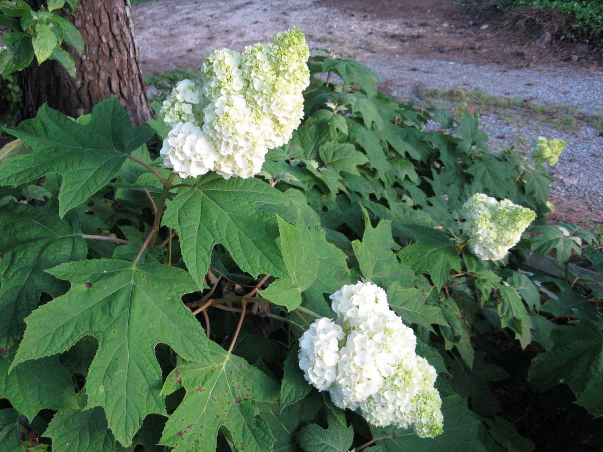 GATSBY MOON® Hydrangea- Oakleaf | Proven Winners® - Image 2