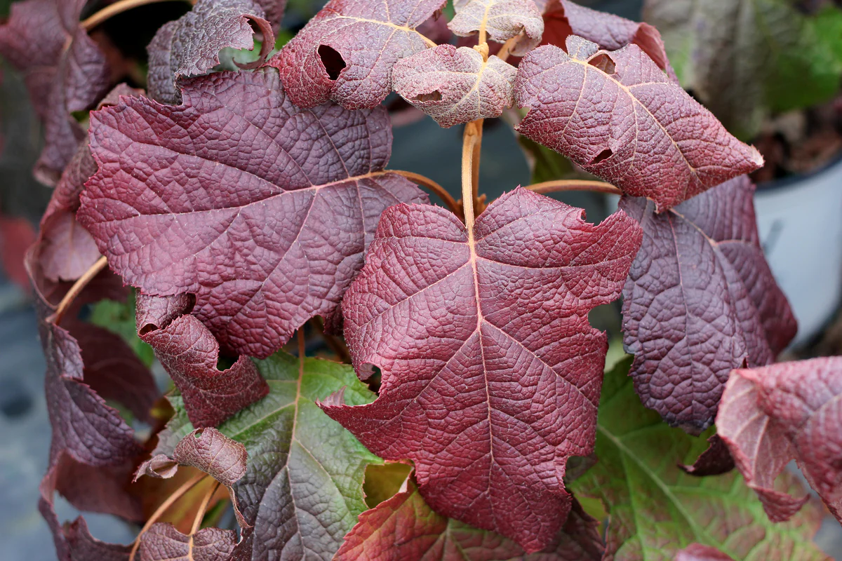 GATSBY MOON® Hydrangea- Oakleaf | Proven Winners® - Image 3