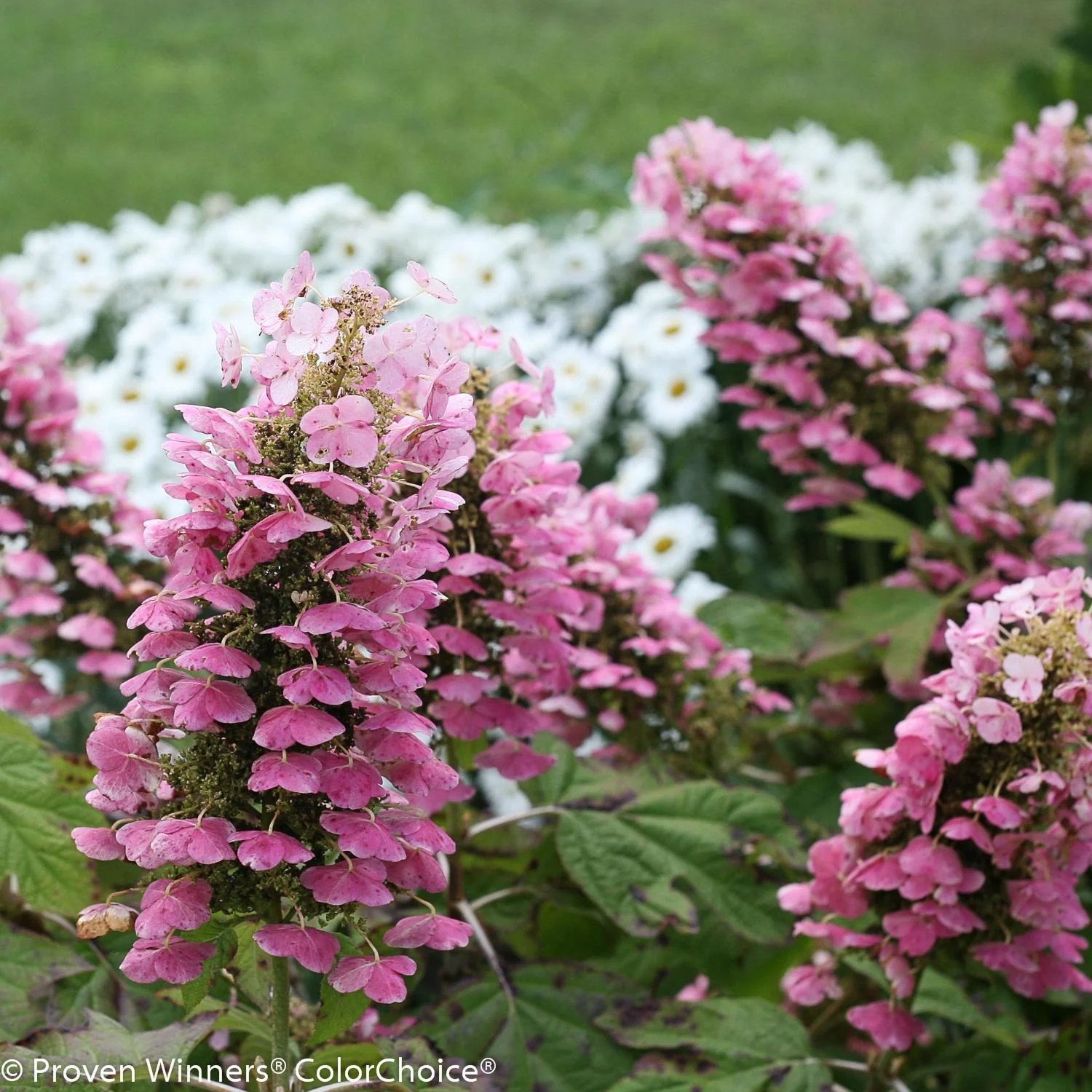 GATSBY PINK® Oakleaf Hydrangea