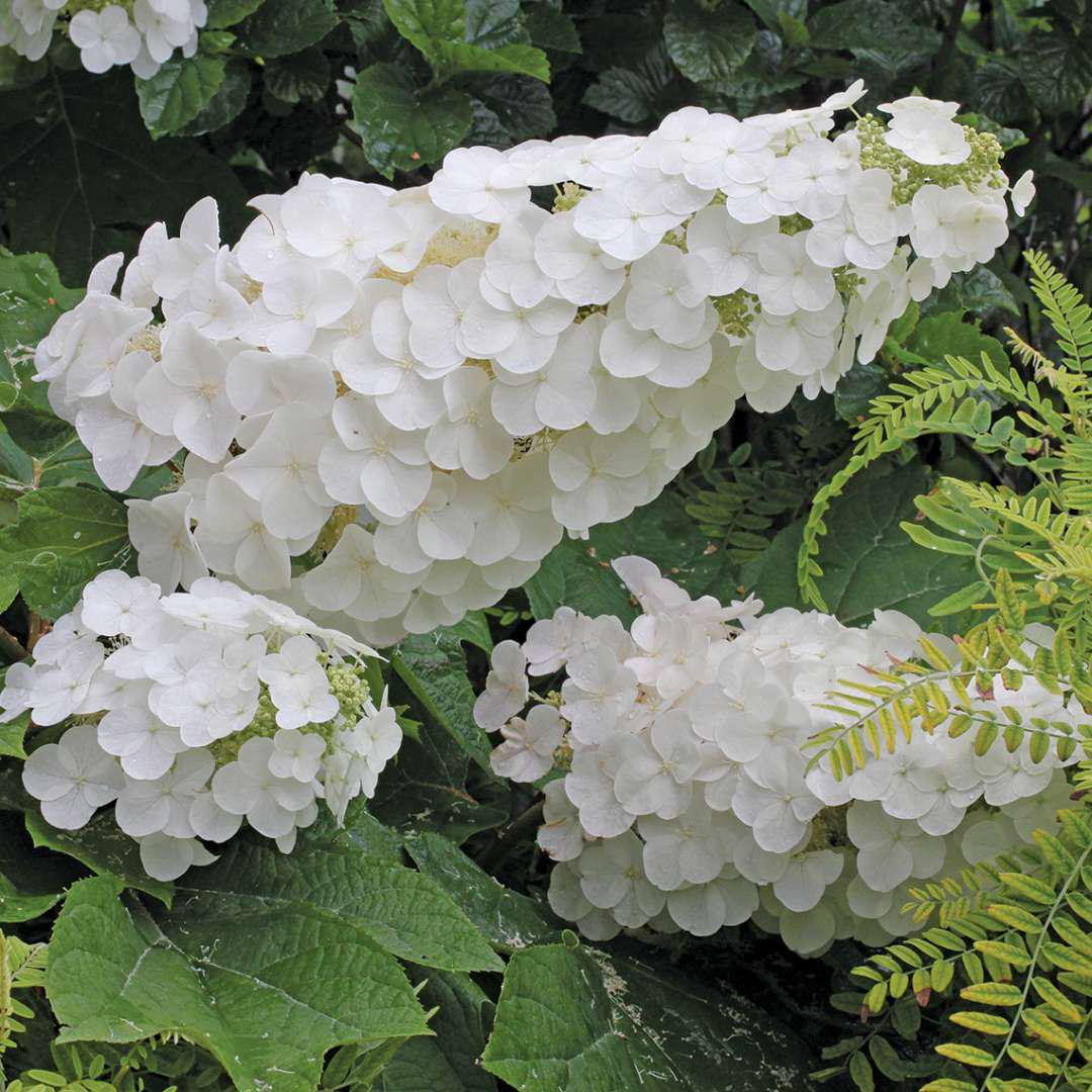 GATSBY PINK® Oakleaf Hydrangea - Image 3
