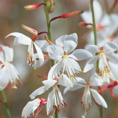 Stratosphere™ White Butterfly Flower | Proven Winners® - Image 2