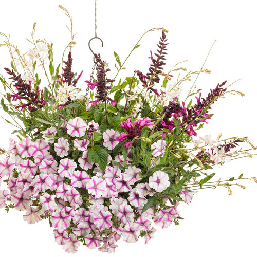 Stratosphere™ White Butterfly Flower | Proven Winners® - Image 3