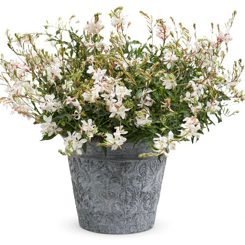Stratosphere™ White Butterfly Flower | Proven Winners® - Image 4