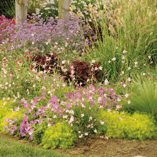 Stratosphere™ White Butterfly Flower | Proven Winners® - Image 5