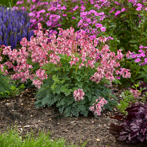 Dicentra 'Pink Diamonds'