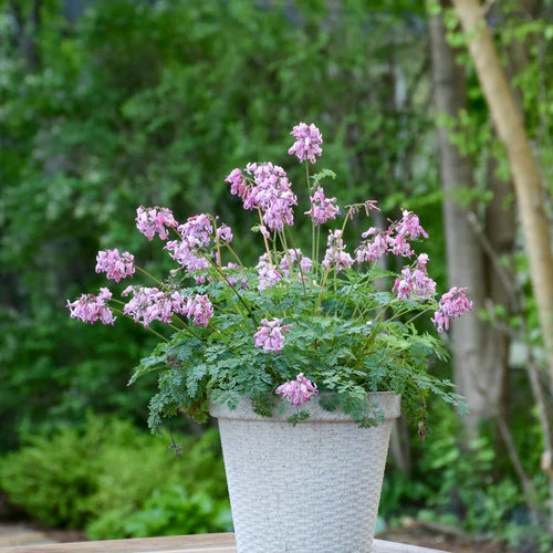 Dicentra 'Pink Diamonds' - Image 2