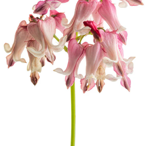 Dicentra 'Pink Diamonds' - Image 3