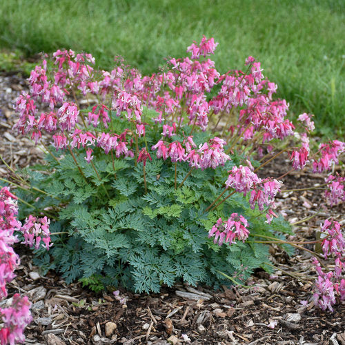 Dicentra 'Pink Diamonds' - Image 4