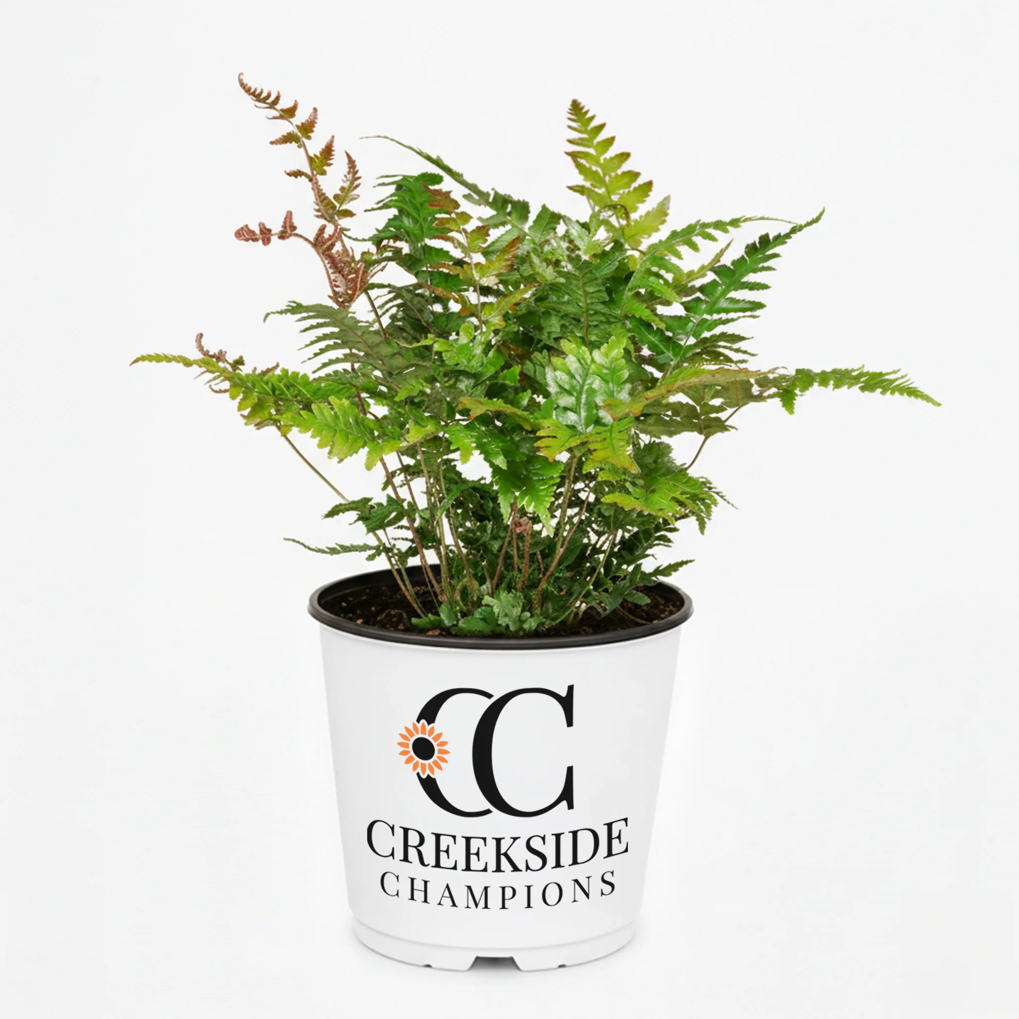 Brilliance' Autumn Fern | Creekside Champions™