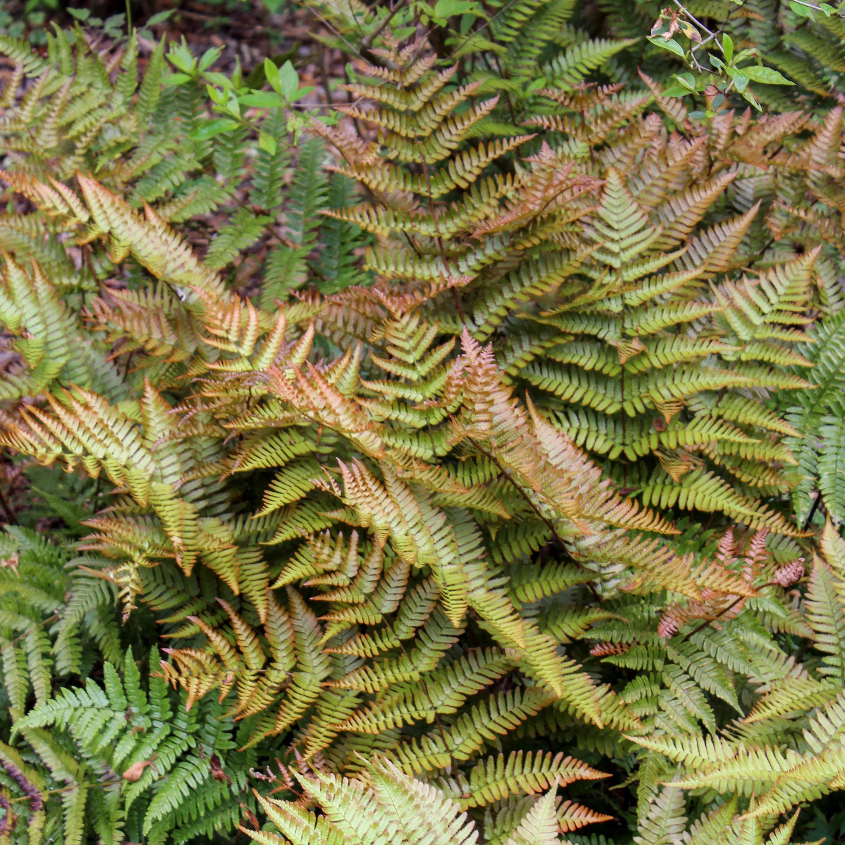 Brilliance' Autumn Fern | Creekside Champions™ - Image 2