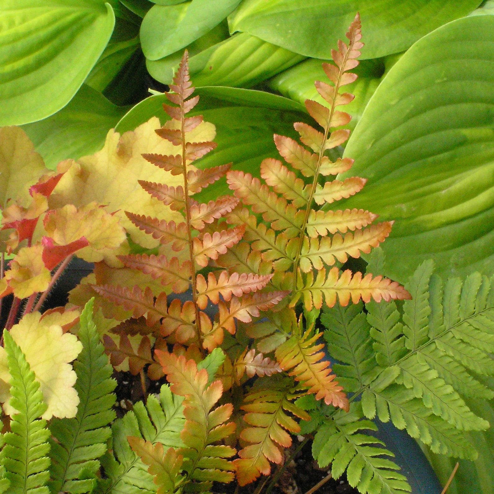 Brilliance' Autumn Fern | Creekside Champions™ - Image 3