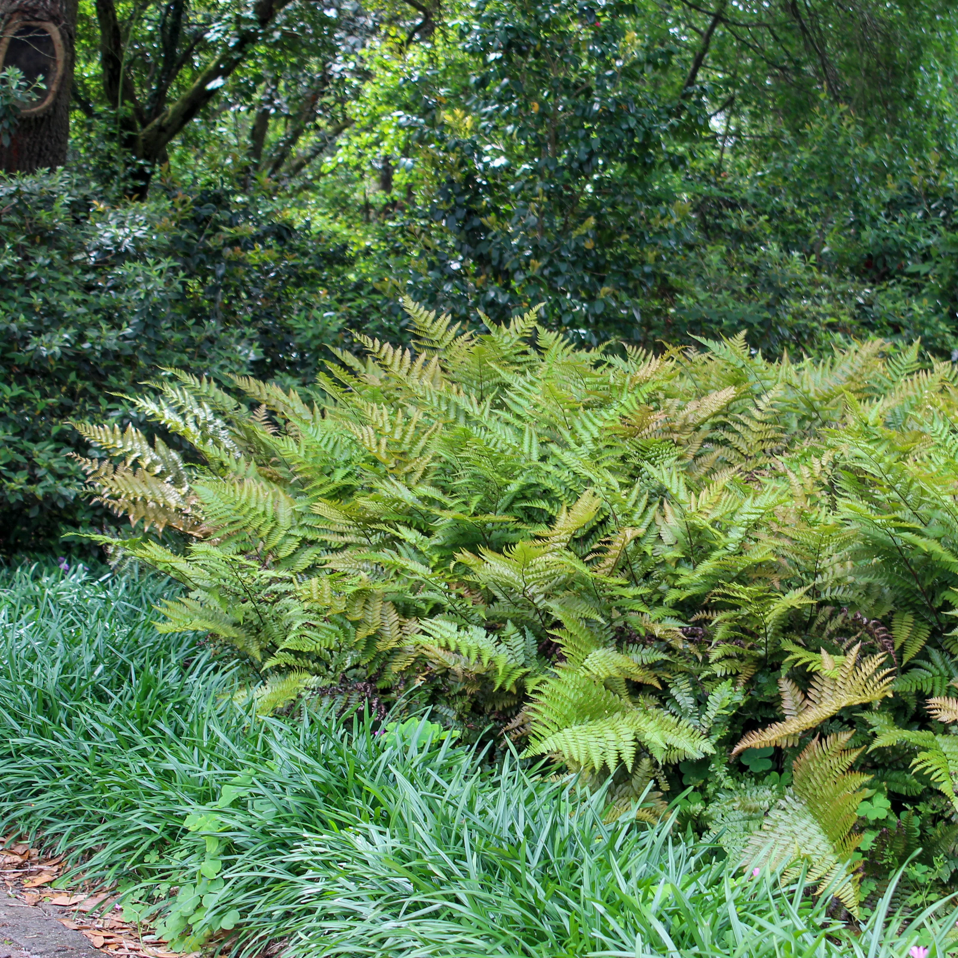 Brilliance' Autumn Fern | Creekside Champions™ - Image 4