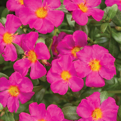 Mojave® Fuchsia Portulaca | Proven Winners®
