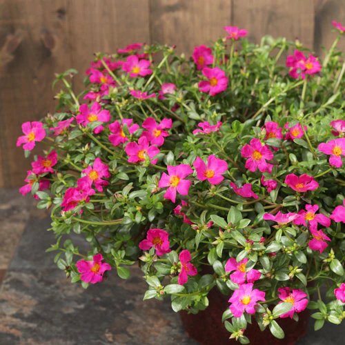 Mojave® Fuchsia Portulaca | Proven Winners® - Image 2