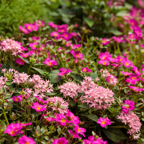 Mojave® Fuchsia Portulaca | Proven Winners® - Image 3