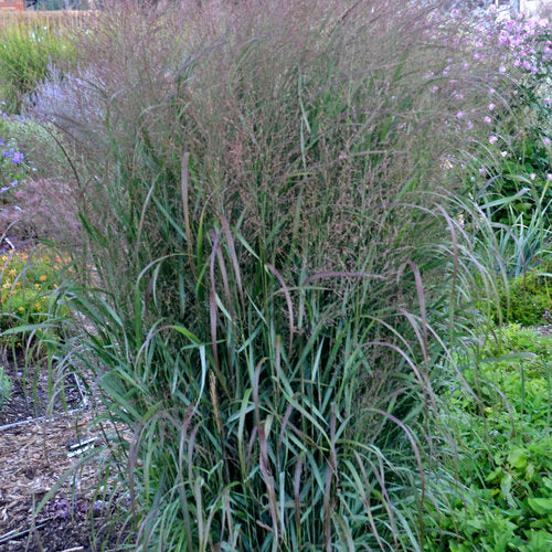 Prairie Winds® 'Apache Rose' Switch Grass