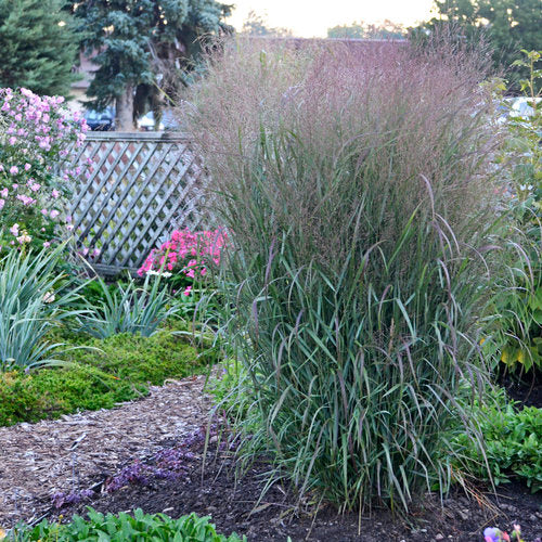 Prairie Winds® 'Apache Rose' Switch Grass - Image 2