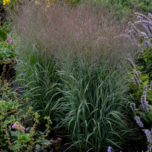 Prairie Winds® 'Apache Rose' Switch Grass - Image 3