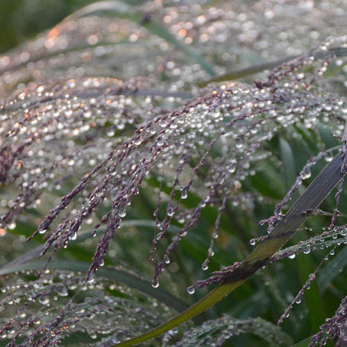 Prairie Winds® 'Apache Rose' Switch Grass - Image 4