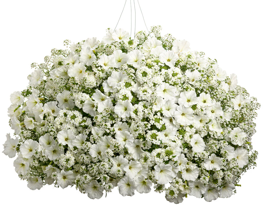 Snow Princess® Sweet Alyssum | Proven Winners® - Image 2