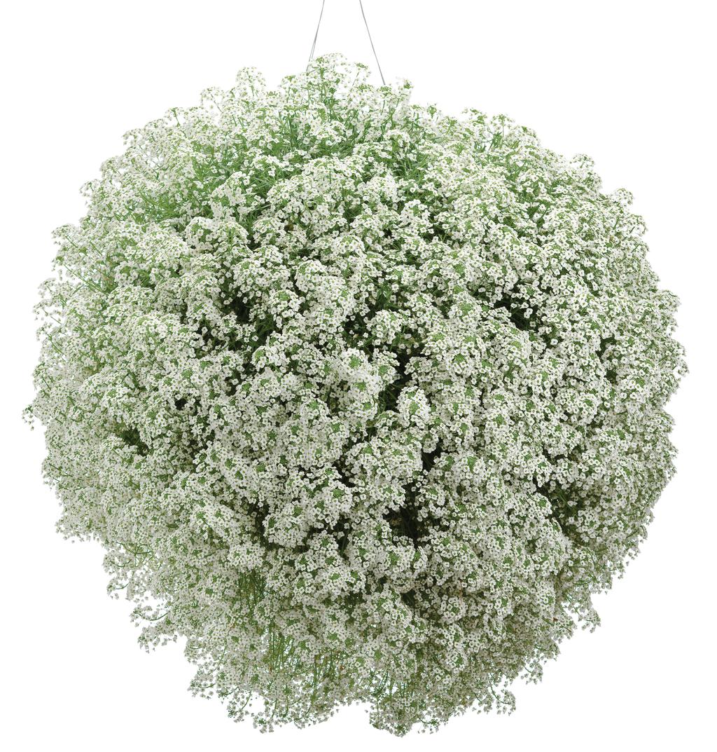 Snow Princess® Sweet Alyssum | Proven Winners® - Image 3