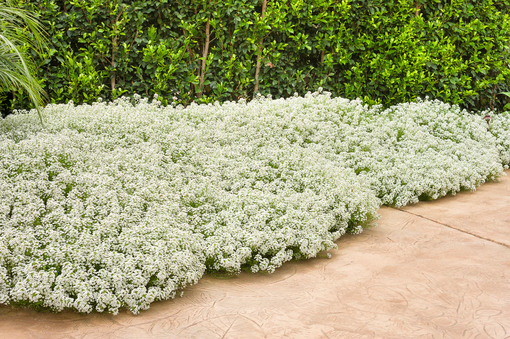 Snow Princess® Sweet Alyssum | Proven Winners® - Image 4